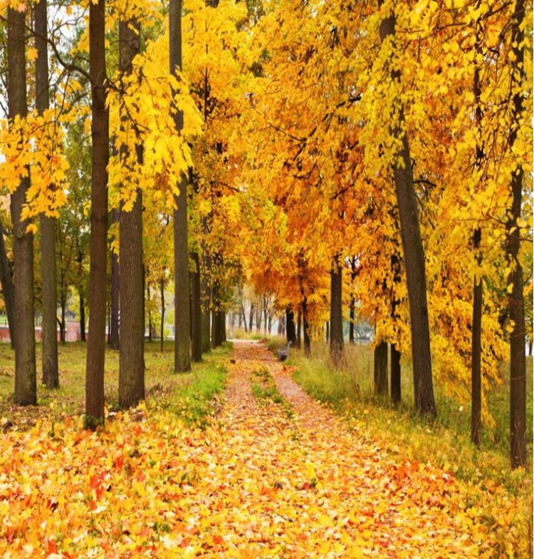 3D Pretty Orange Trees 1062 Curtains Drapes Wallpaper AJ Wallpaper