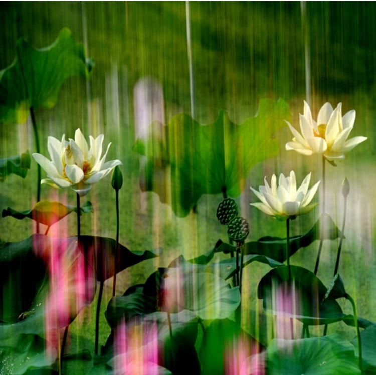 3D Pure Lotus Flowers 1052 Curtains Drapes Wallpaper AJ Wallpaper