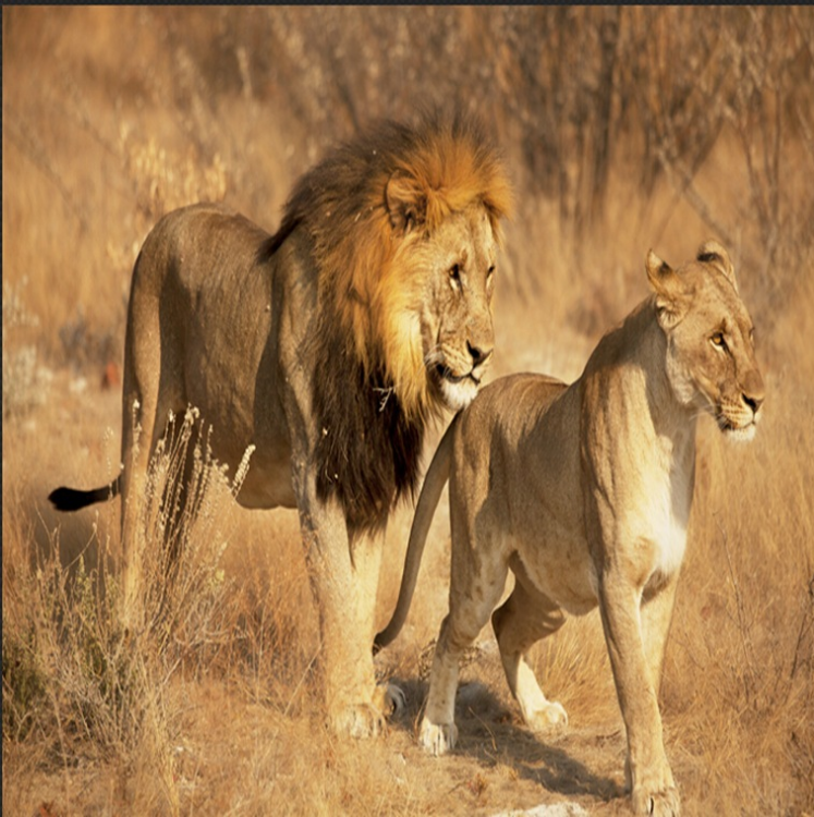 3D Lion Couple 1015 Curtains Drapes Wallpaper AJ Wallpaper