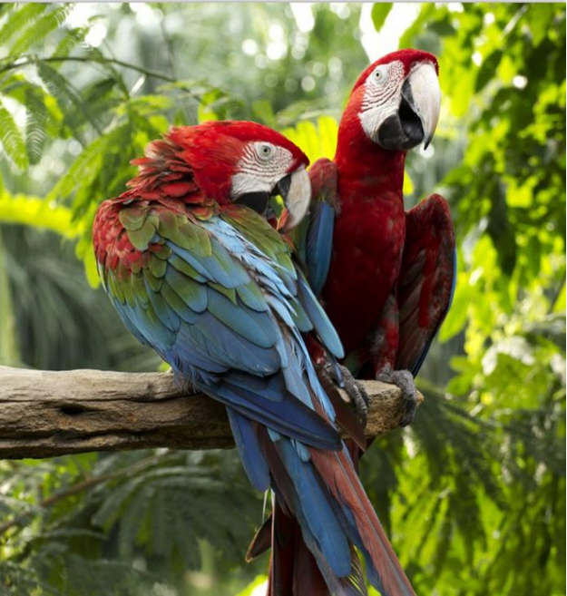 3D Forest Color Birds 1131 Curtains Drapes Wallpaper AJ Wallpaper