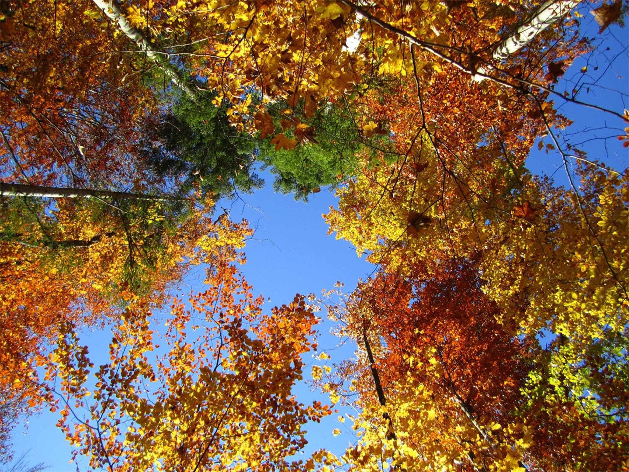 Autumn Color Trees Wallpaper AJ Wallpaper