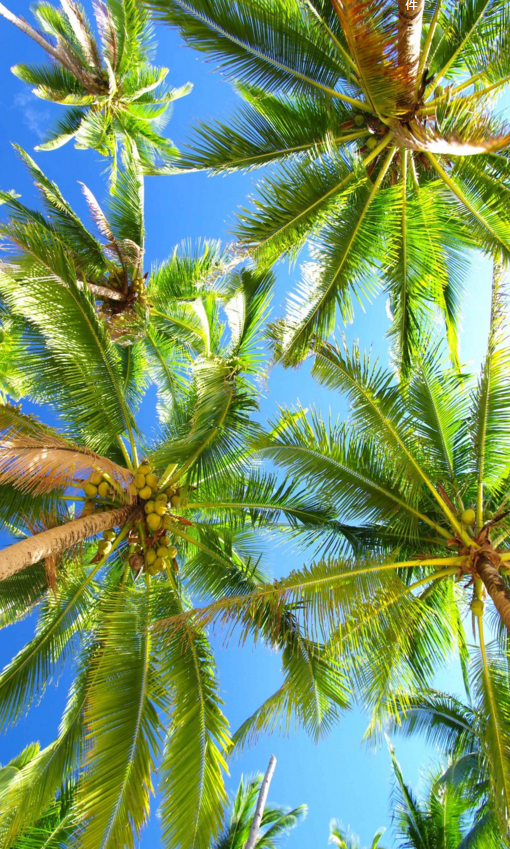 Beautiful Coconut Trees Wallpaper AJ Wallpaper 2