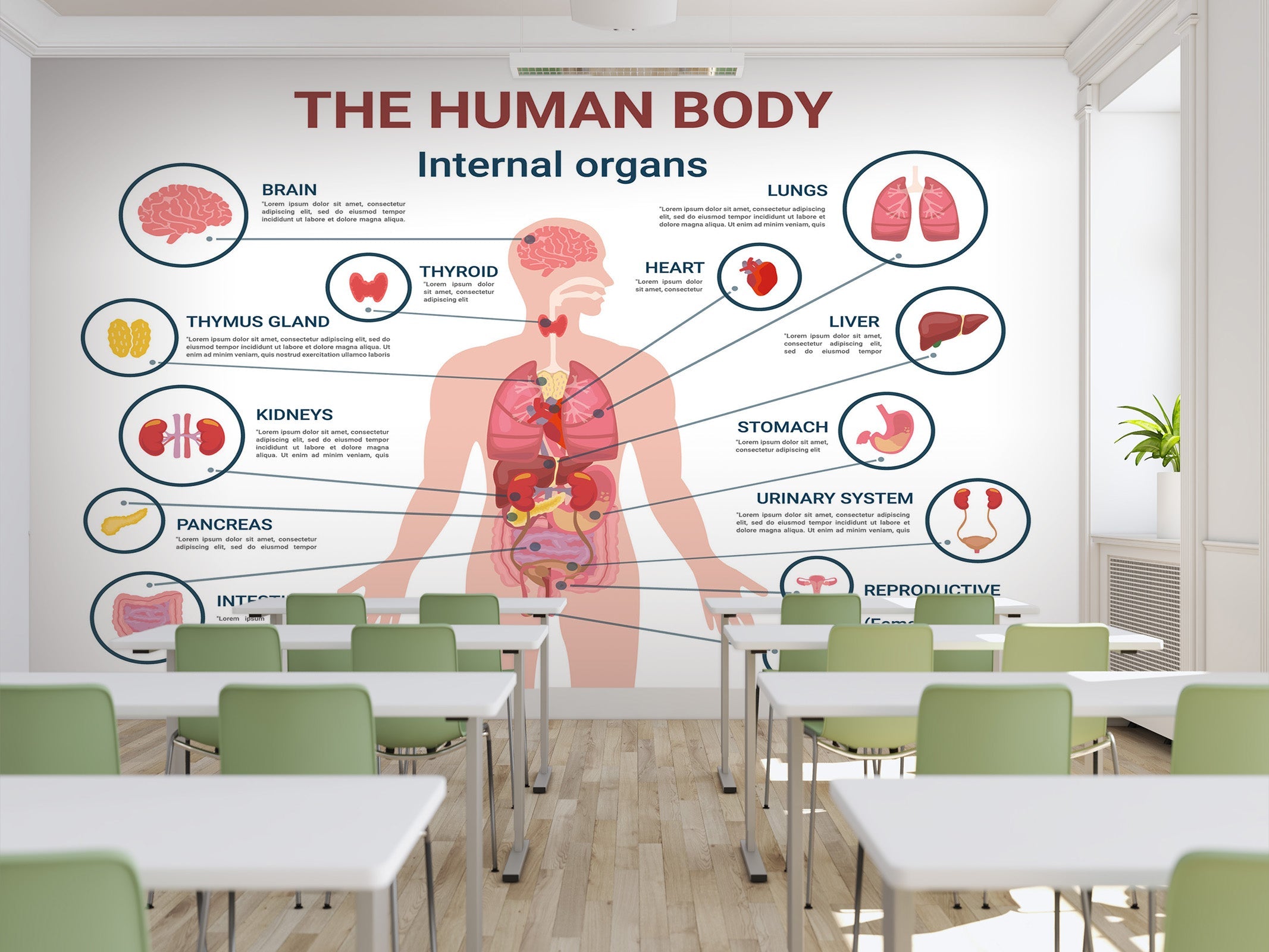 3D Human Organs 198 Wall Murals Wallpaper AJ Wallpaper 2