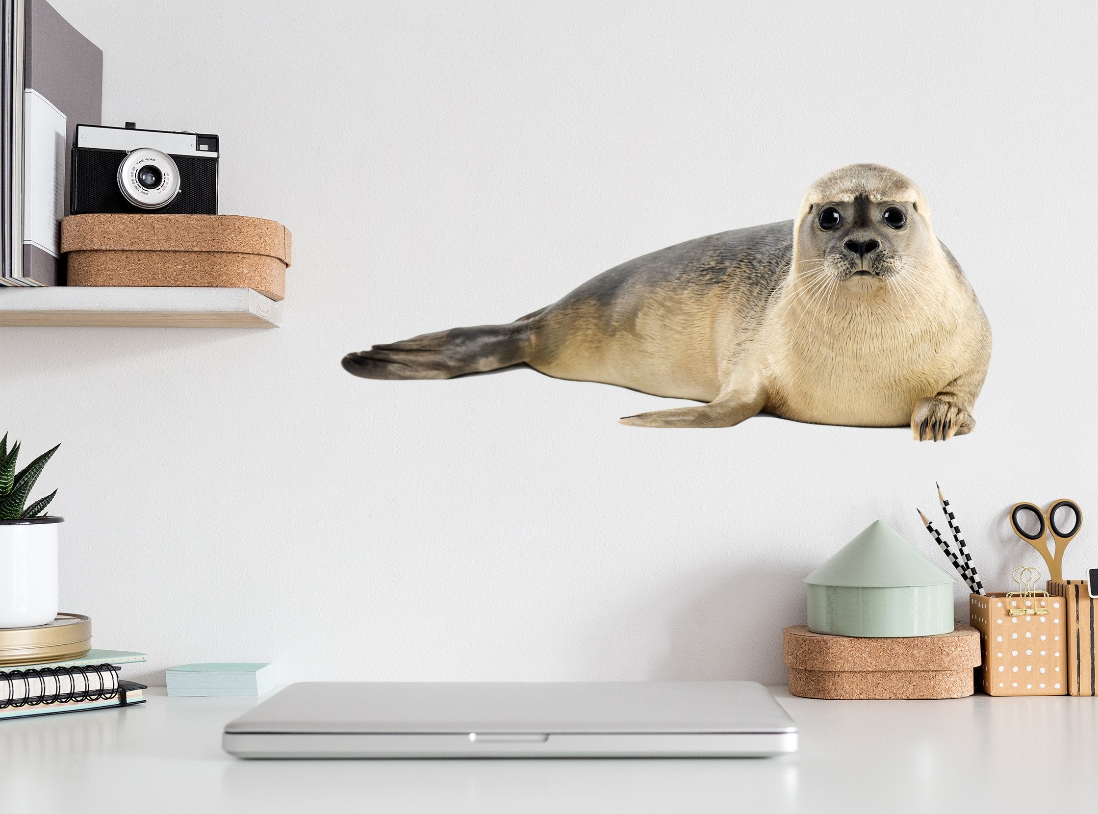 3D Lying Sea Lion 100 Animals Wall Stickers Wallpaper AJ Wallpaper