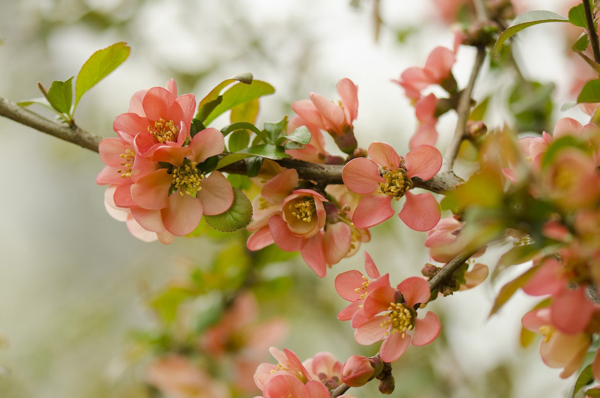 Branch Flowers Wallpaper AJ Wallpaper
