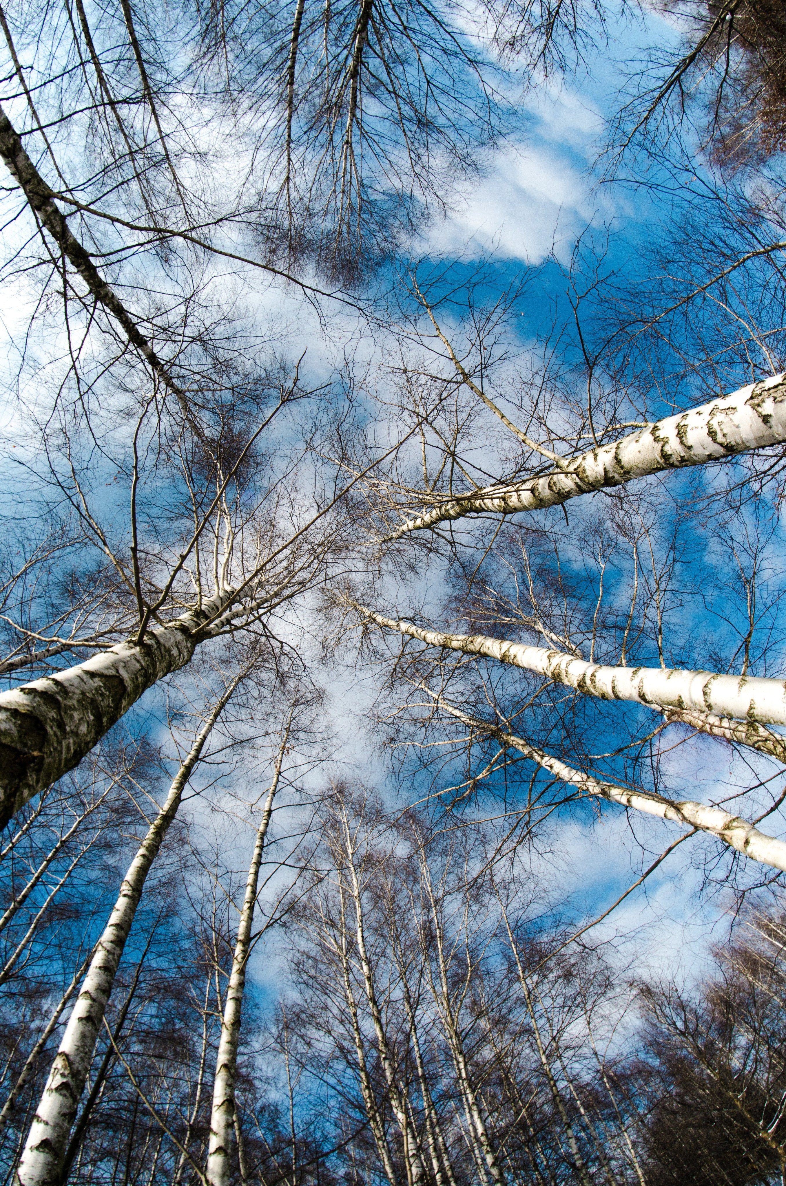 3D Tall Bare Trees 1531 Stair Risers Wallpaper AJ Wallpaper