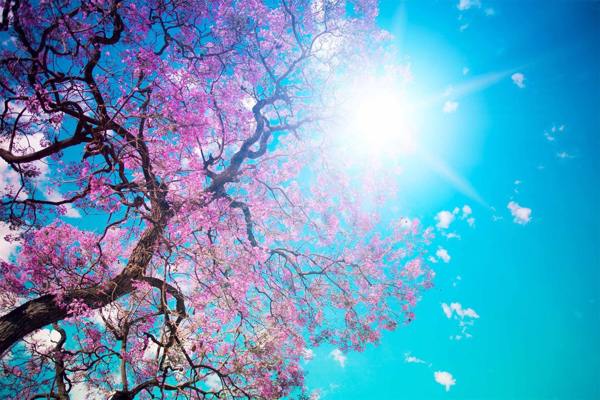 Flowers Tree Bright Sun Wallpaper AJ Wallpaper
