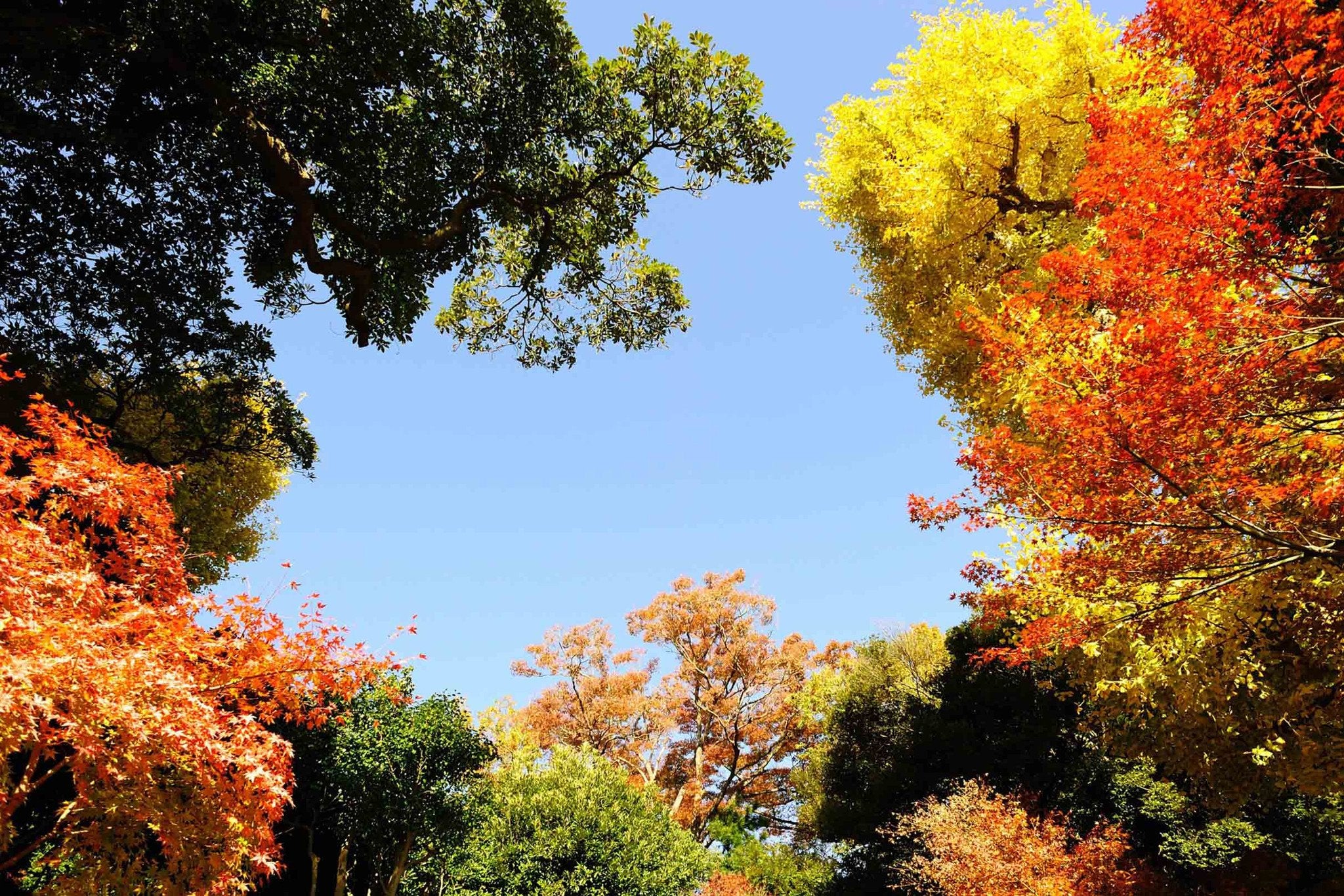 Colorful Trees Blue Sky Wallpaper AJ Wallpaper