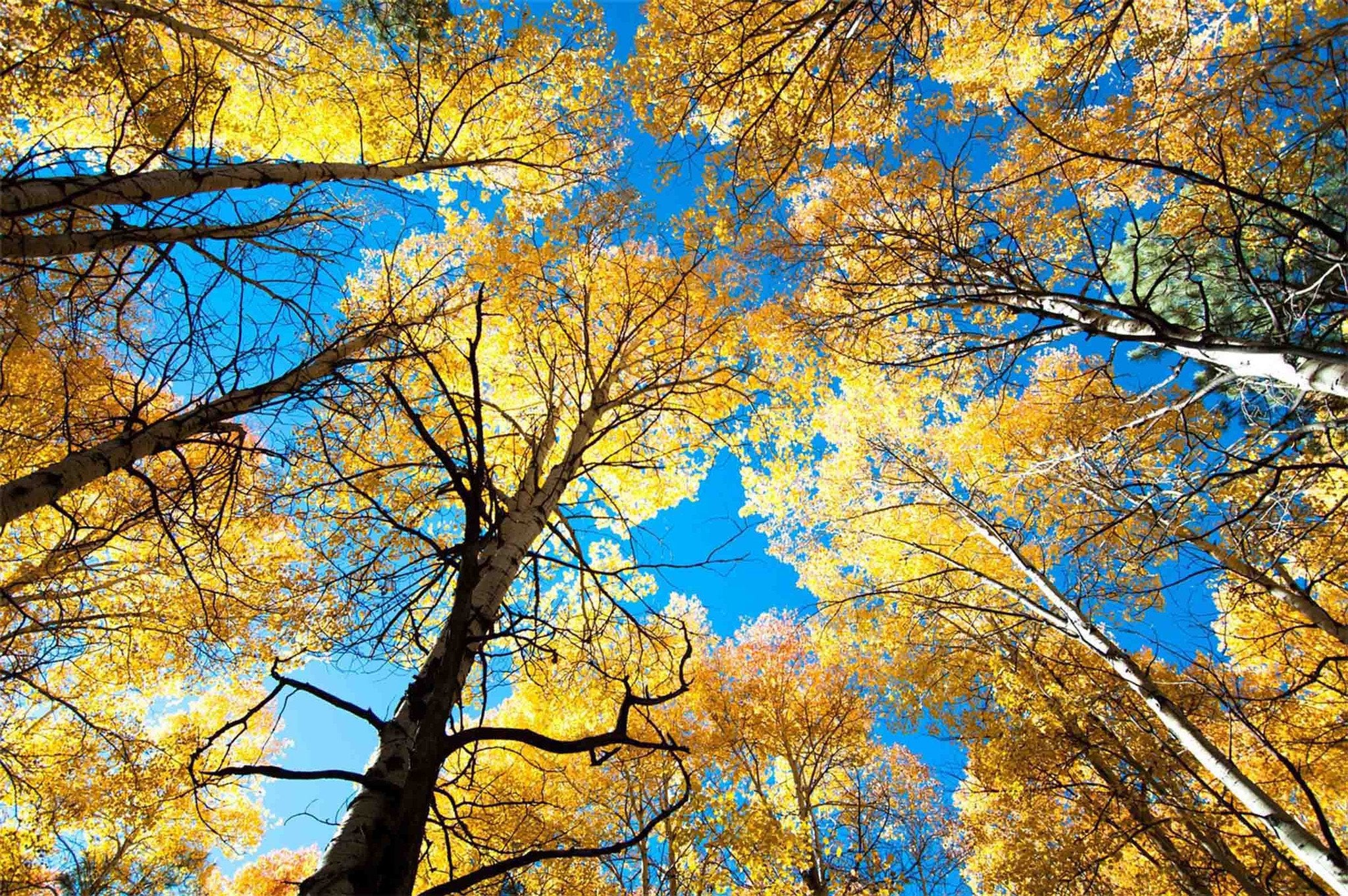 Yellow Trees Blue Sky 02 Wallpaper AJ Wallpaper