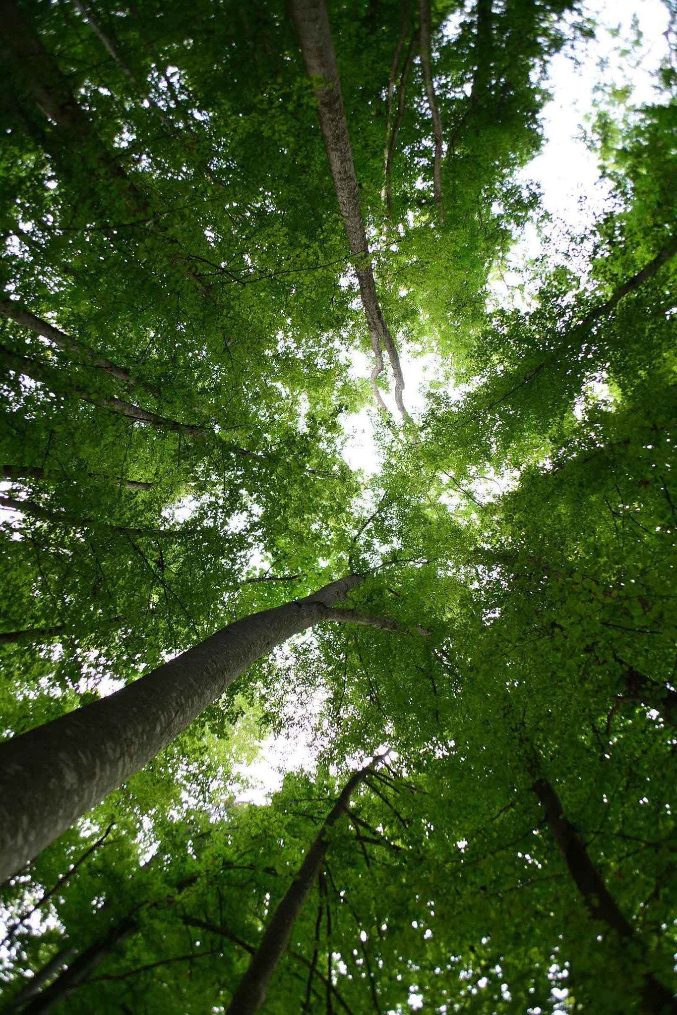 Green Tall Trees Wallpaper AJ Wallpaper
