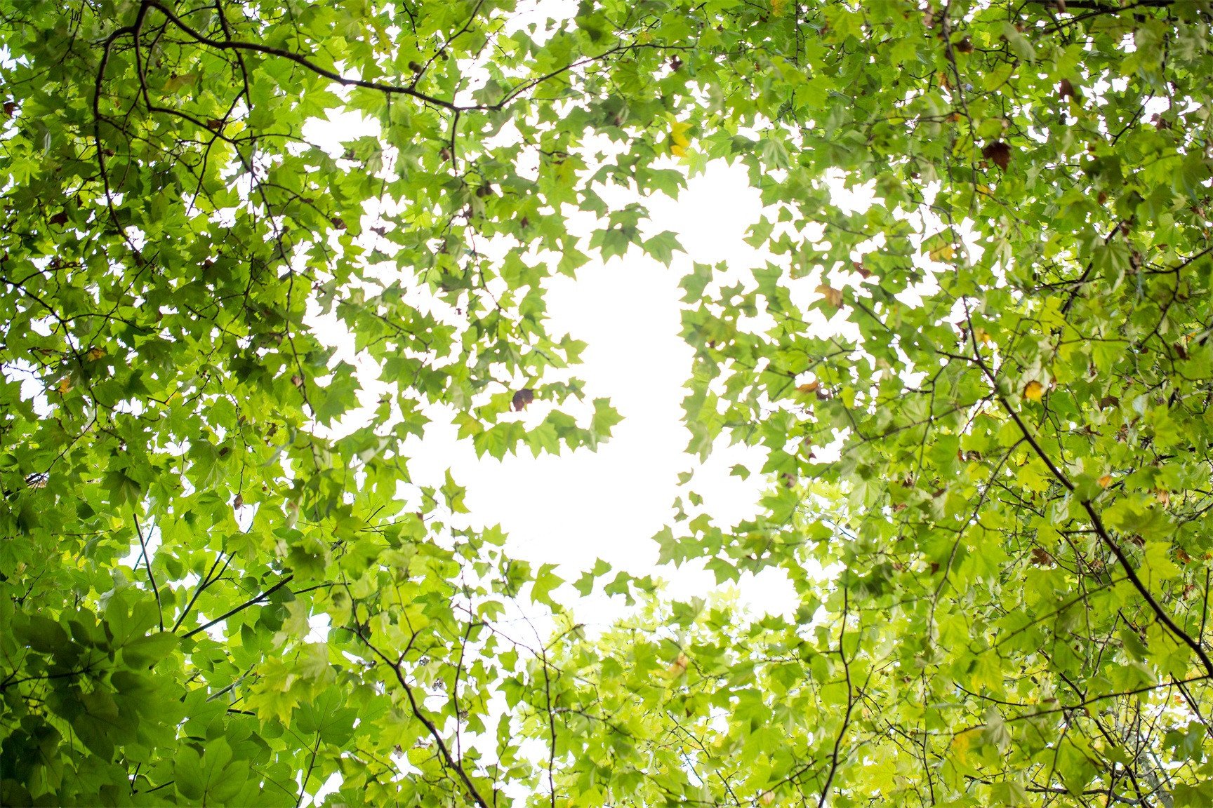 Green Maple Trees Leaves Wallpaper AJ Wallpaper
