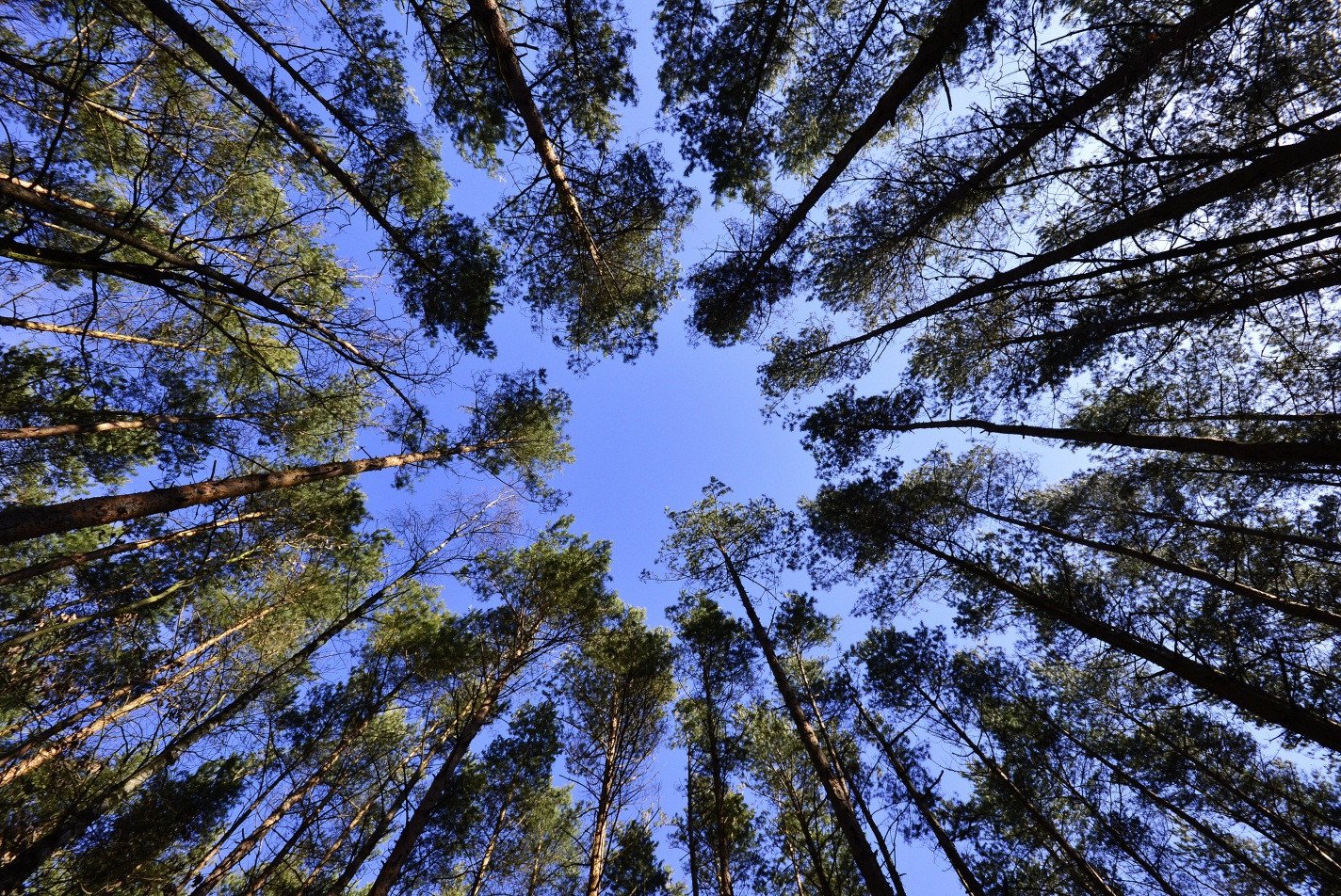 Tall Trees Blue Sky Wallpaper AJ Wallpaper
