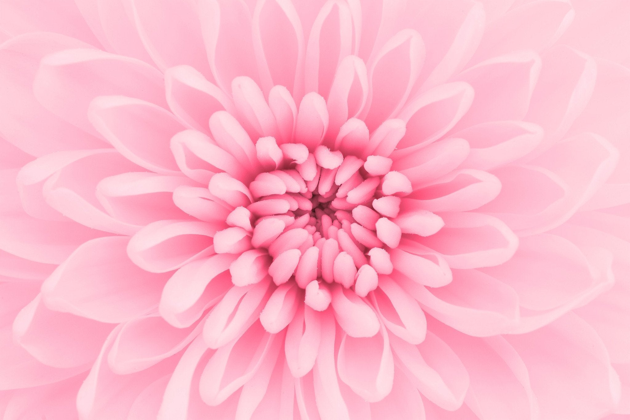 Pink Blooming Flower Wallpaper AJ Wallpaper