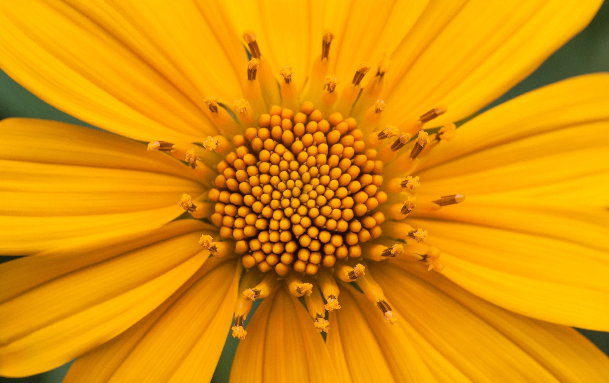 Bright Orange Flower Wallpaper AJ Wallpaper