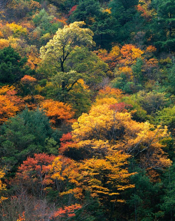 Colorful Trees 3 Wallpaper AJ Wallpaper