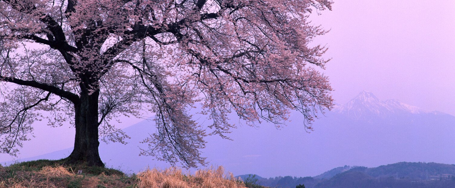 Hilltop Blooming Tree Wallpaper AJ Wallpaper