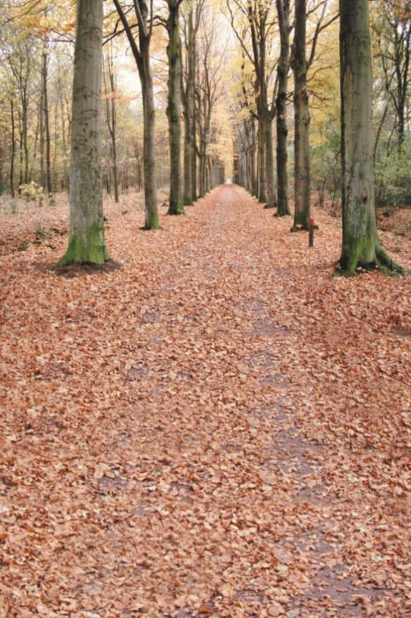 Forest Fallen Leaves 2 Wallpaper AJ Wallpaper