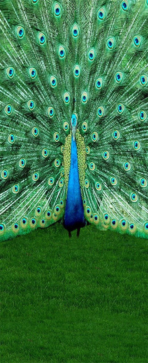 3D peacock flaunting its tail door mural Wallpaper AJ Wallpaper