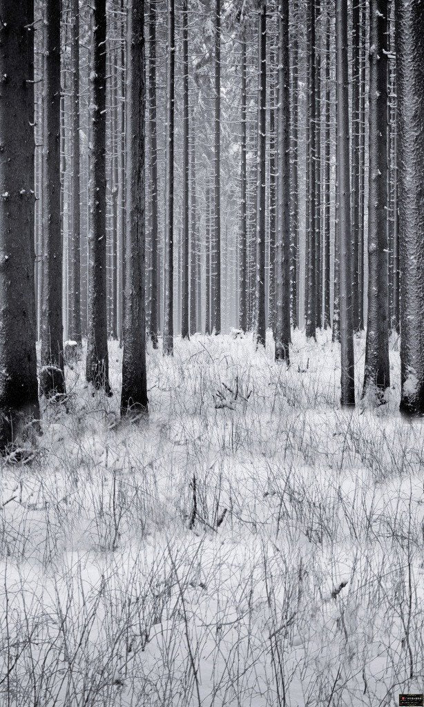 3D snowy day woods scene door mural Wallpaper AJ Wallpaper