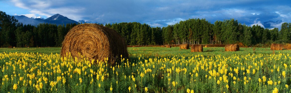 Haystacks And Flowers Wallpaper AJ Wallpaper