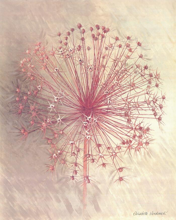 Blooming Dandelion Wallpaper AJ Wallpaper