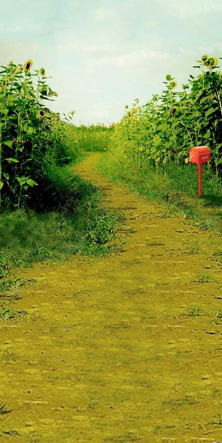 Sunflowers Fields Path Wallpaper AJ Wallpaper