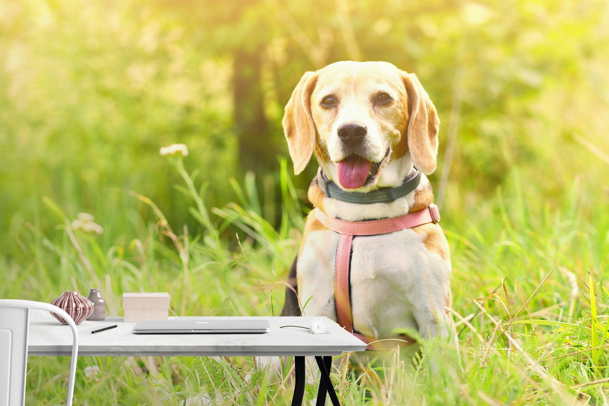 3D Sunshine Dog 660 Wallpaper AJ Wallpaper