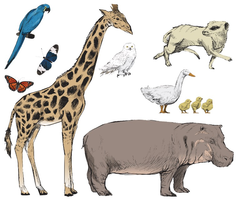 3D Giraffe Rhino 061 Animals Wall Stickers Wallpaper AJ Wallpaper