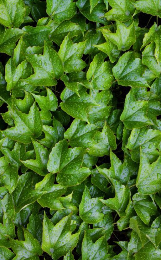 3D Fresh Leaves 653 Stair Risers Wallpaper AJ Wallpaper