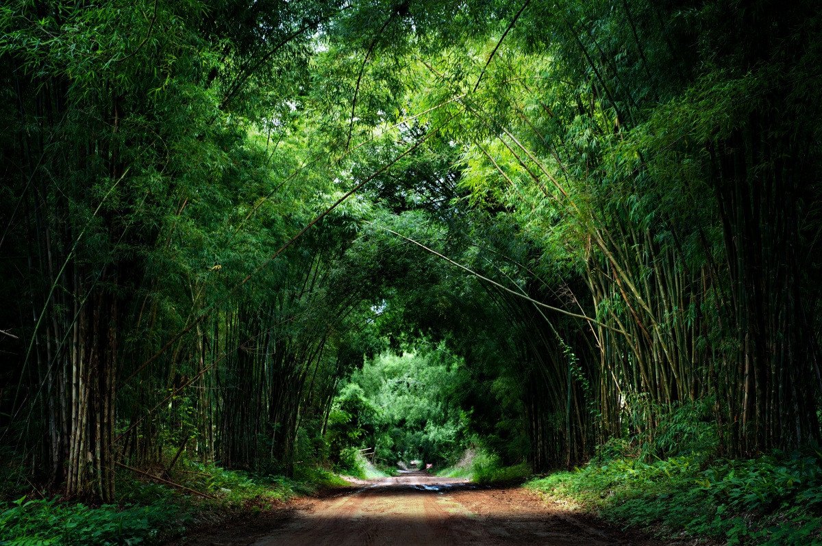 3D Bamboo Forest Road 132 Garage Door Mural Wallpaper AJ Wallpaper
