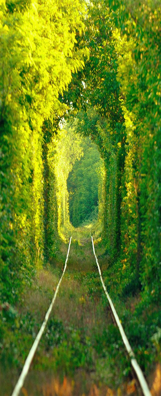 3D road in the middle of the trees door mural Wallpaper AJ Wallpaper