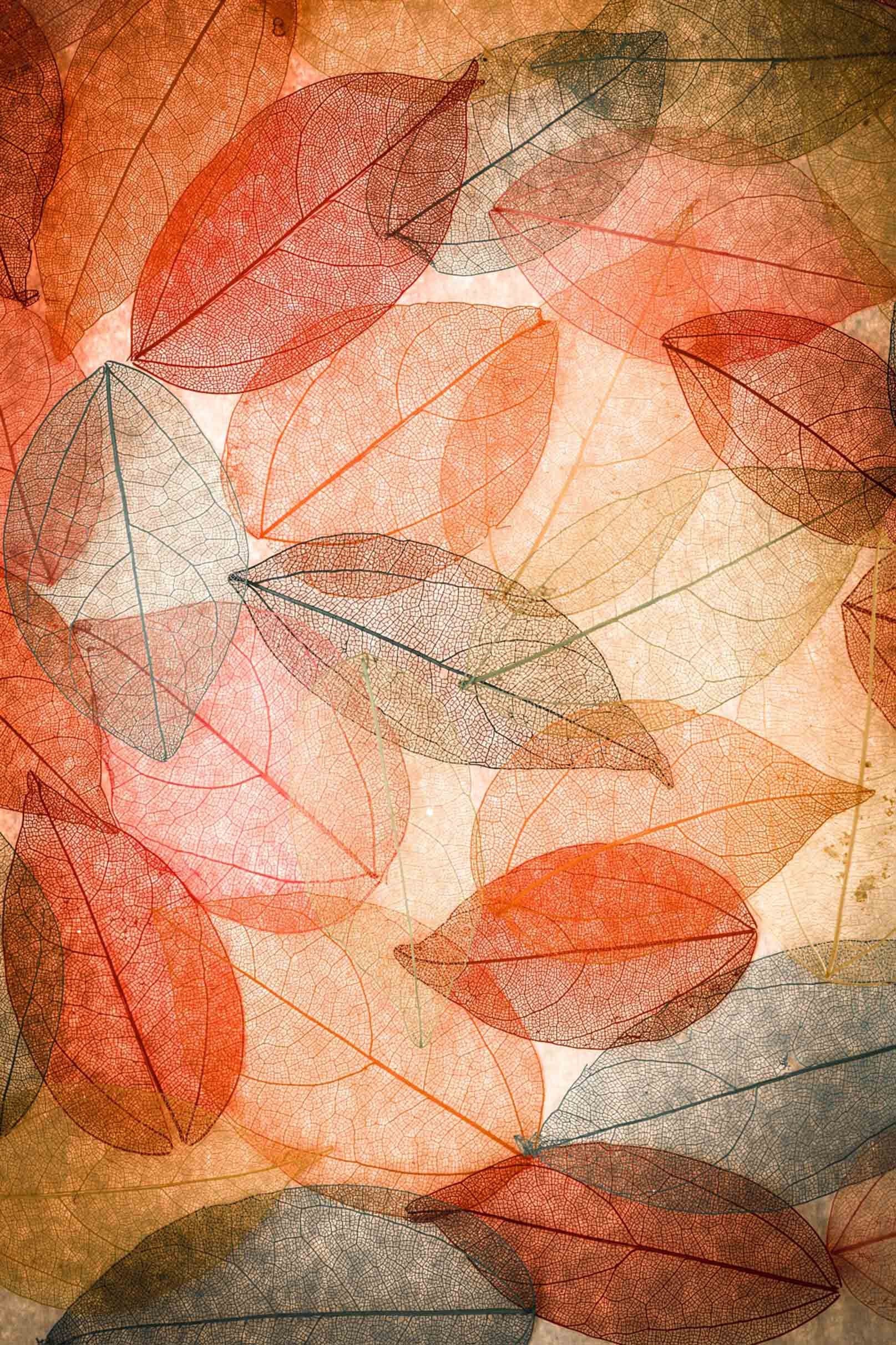 3D Clear Leaves Veins 1018 Stair Risers Wallpaper AJ Wallpaper