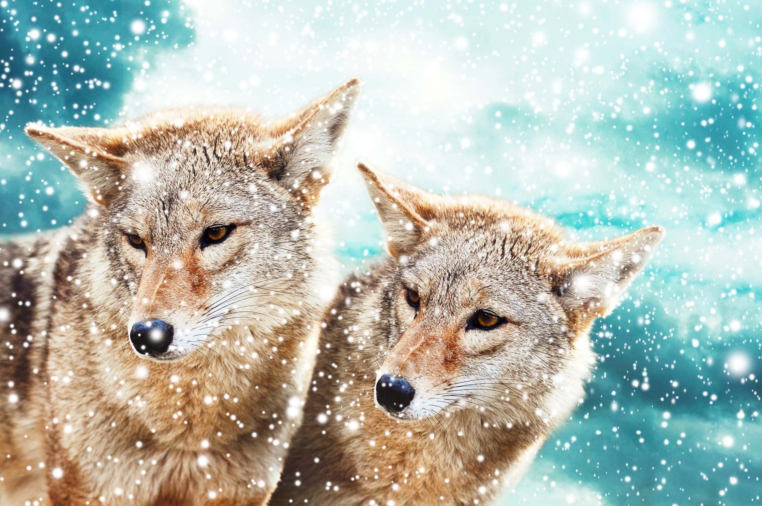3D Snow And Wolves 540 Kitchen Mat Floor Mural Wallpaper AJ Wallpaper