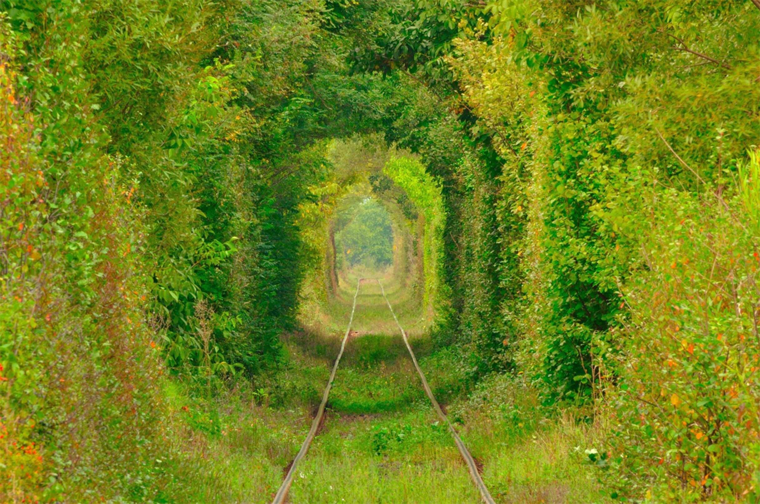 3D Trees Arched Tunnel 316 Garage Door Mural Wallpaper AJ Wallpaper