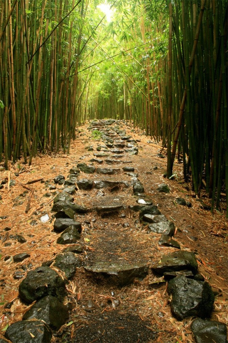 3D Bamboo Forest Stones Stairs 34 Stair Risers Wallpaper AJ Wallpaper