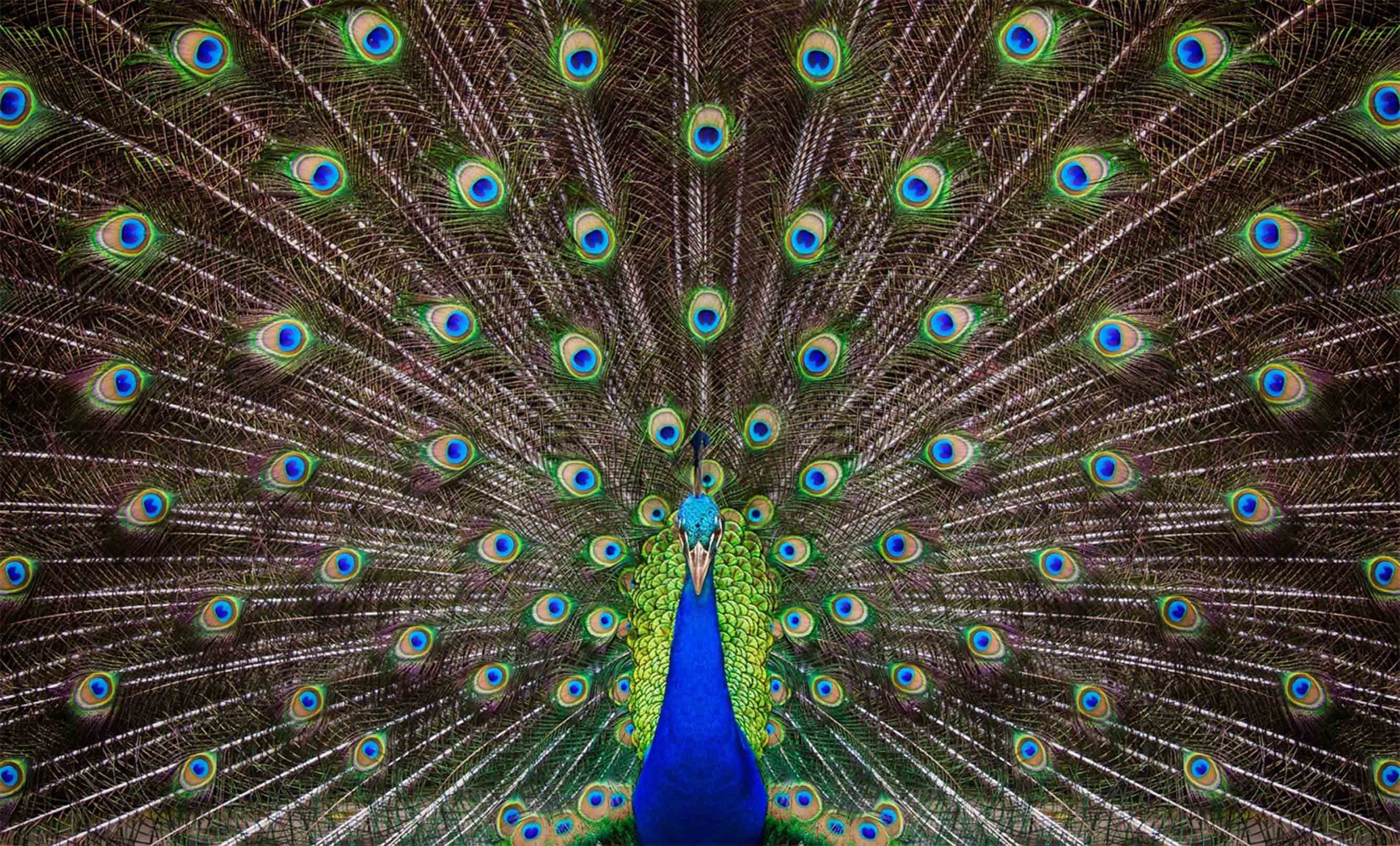 3D Opening Tail Peacock 56 Kitchen Mat Floor Mural Wallpaper AJ Wallpaper