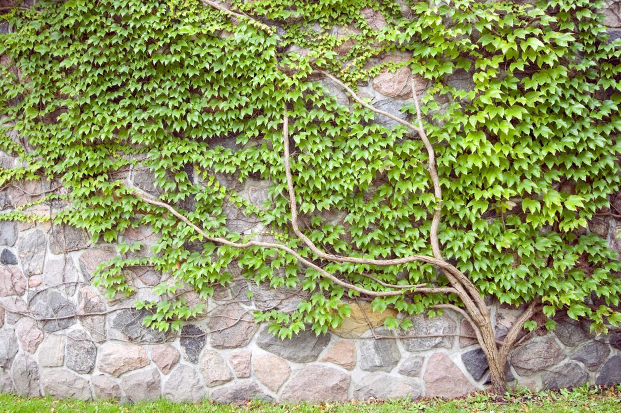 3D Bricks Wall Green Vines 434 Garage Door Mural Wallpaper AJ Wallpaper