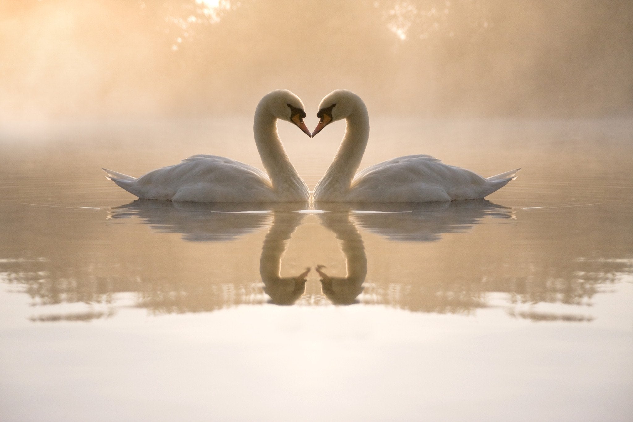 Kissing Swans Wallpaper AJ Wallpaper
