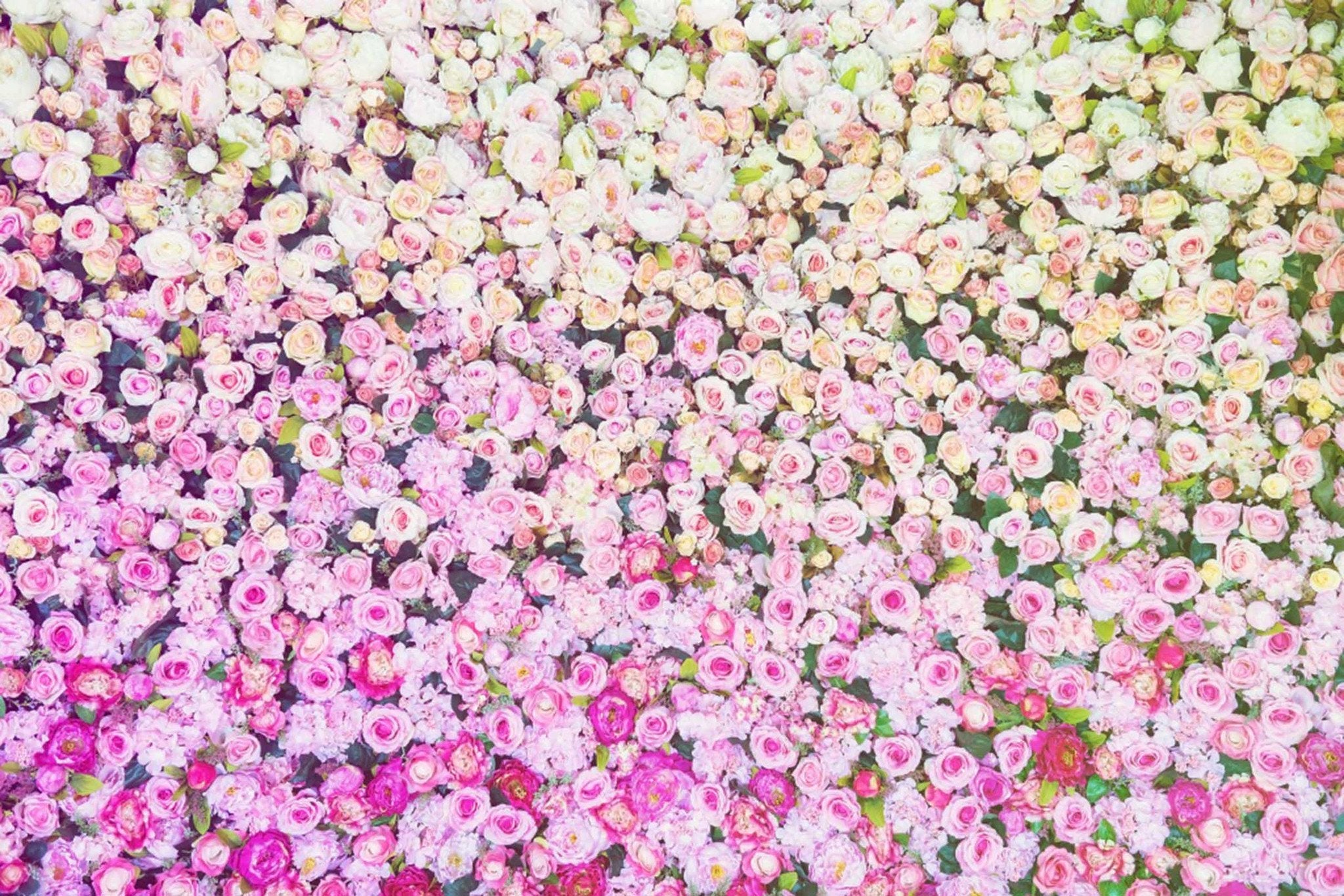 Gradient Color Flowers Wallpaper AJ Wallpaper