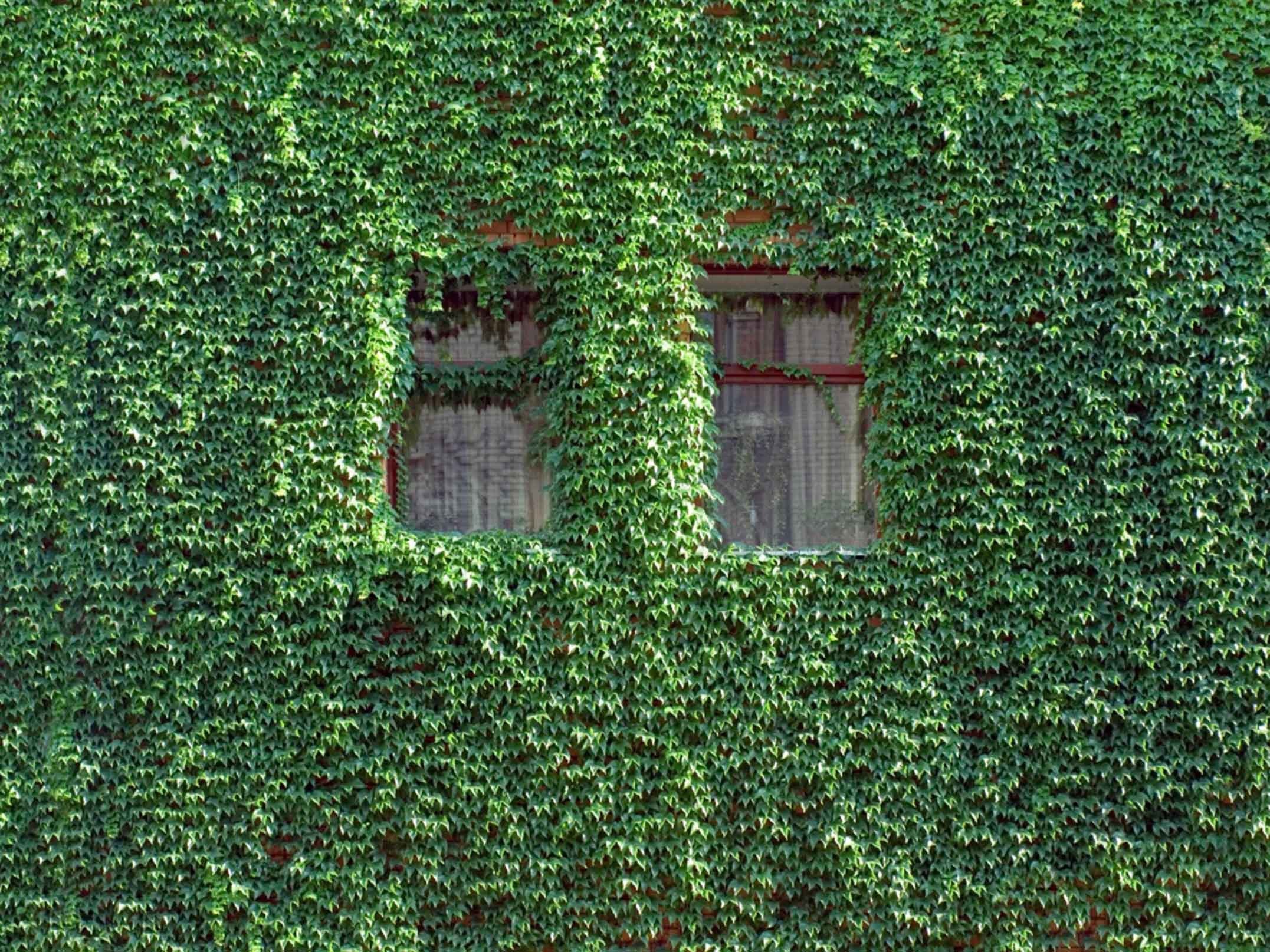 3D Window Lush Ivy 35 Garage Door Mural Wallpaper AJ Wallpaper