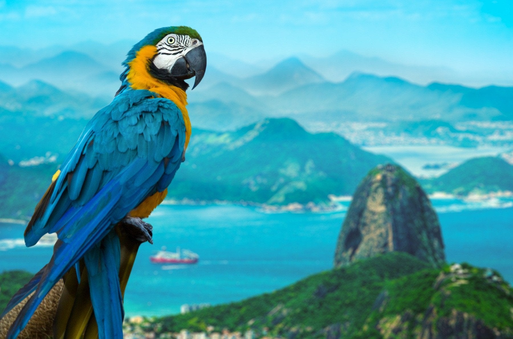 3D Parrots Birds Standing On Mountain Wallpaper AJ Wallpaper