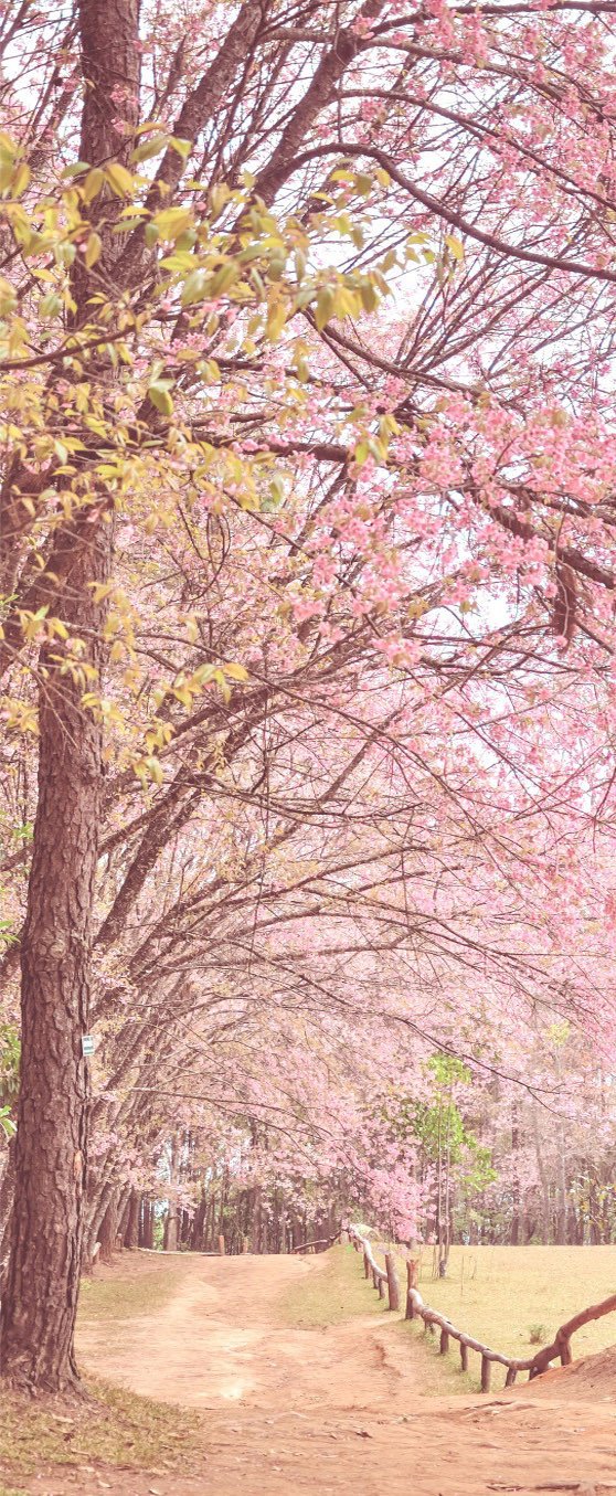 3D blooming tree door mural Wallpaper AJ Wallpaper