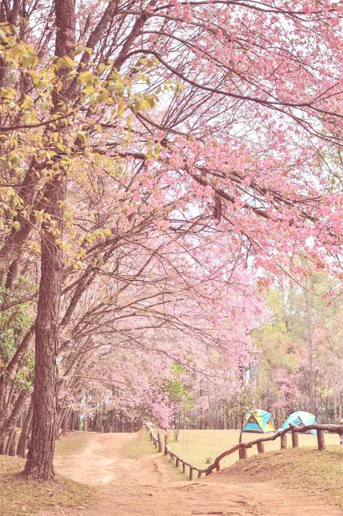 3D Pretty Flowering Trees 385 Stair Risers Wallpaper AJ Wallpaper