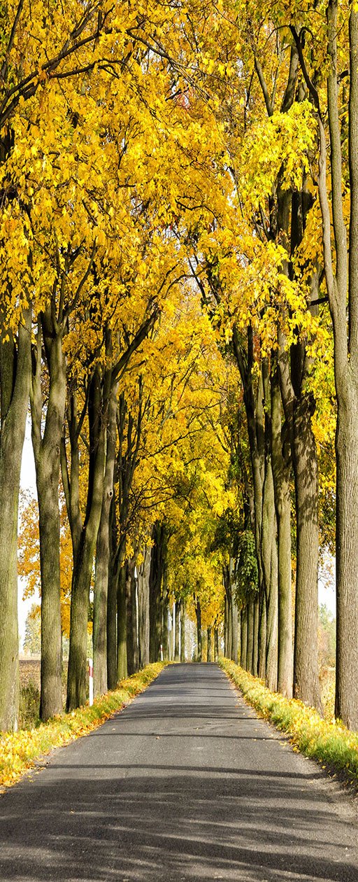 3D autumn tall tree door mural Wallpaper AJ Wallpaper