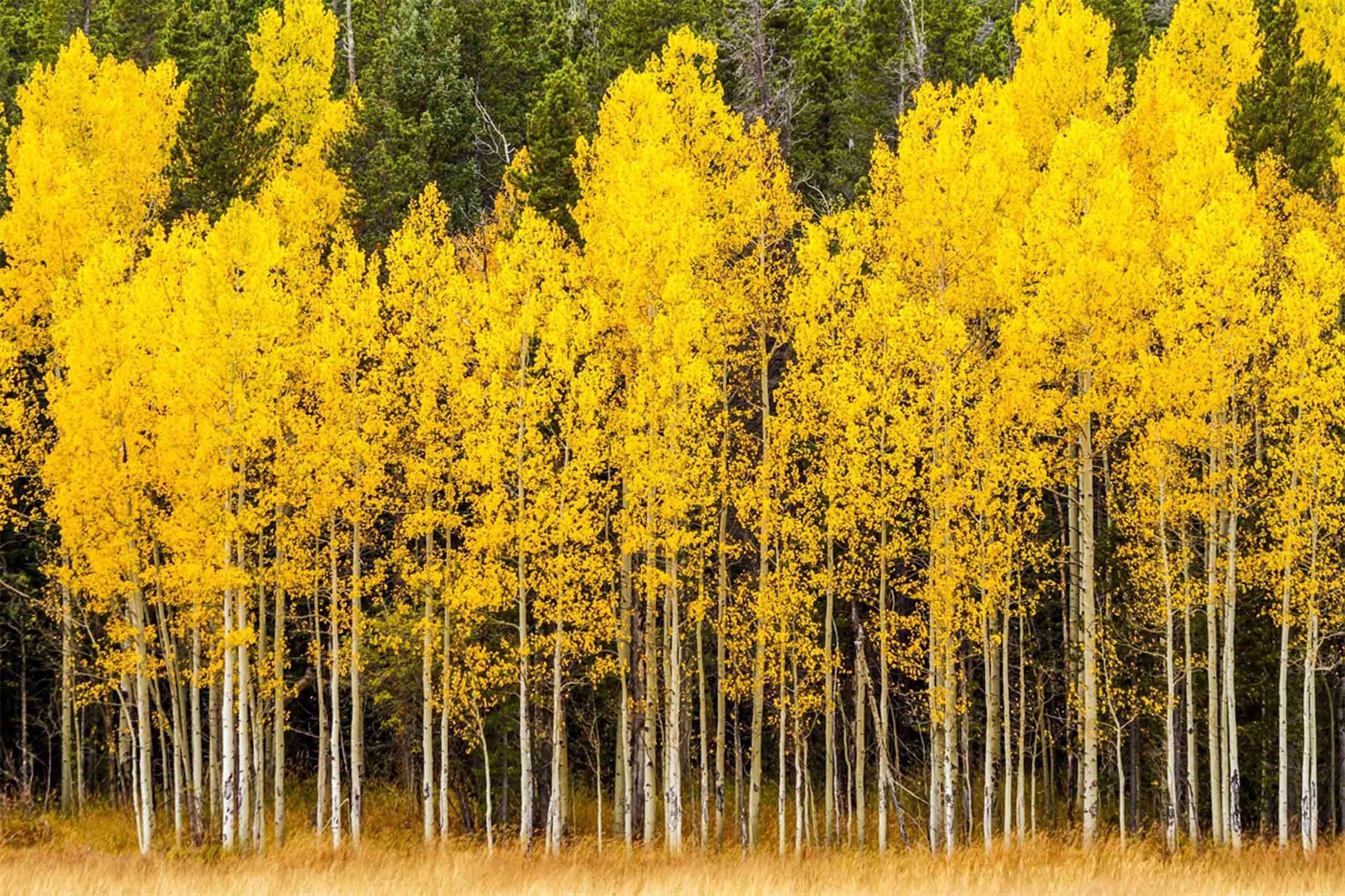 3D Yellow Trees 533 Kitchen Mat Floor Mural Wallpaper AJ Wallpaper