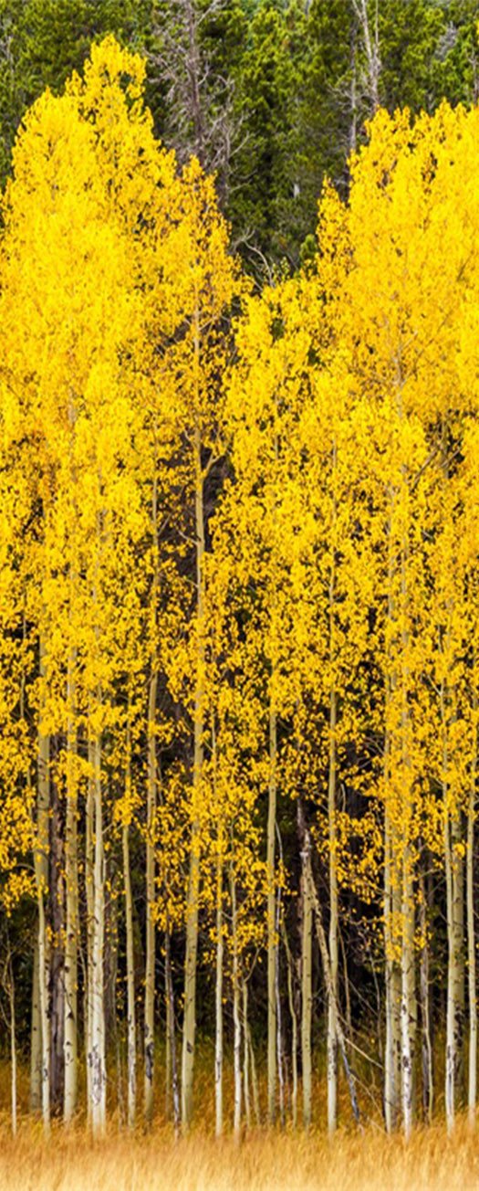 3D autumn tree meadow door mural Wallpaper AJ Wallpaper