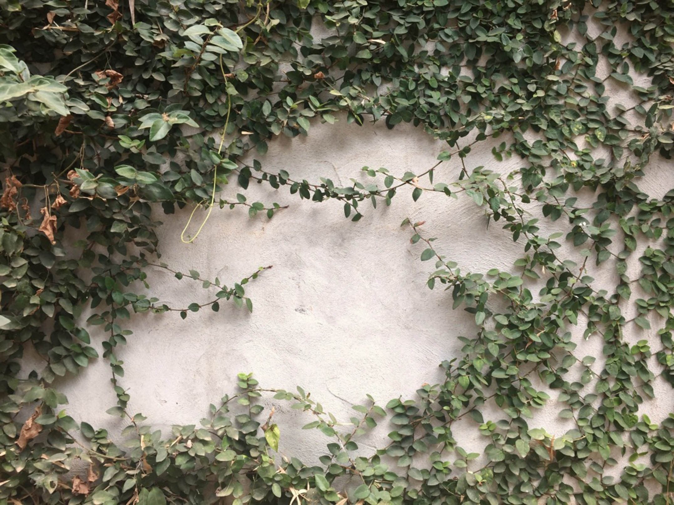 3D Wall Green Vines 406 Garage Door Mural Wallpaper AJ Wallpaper