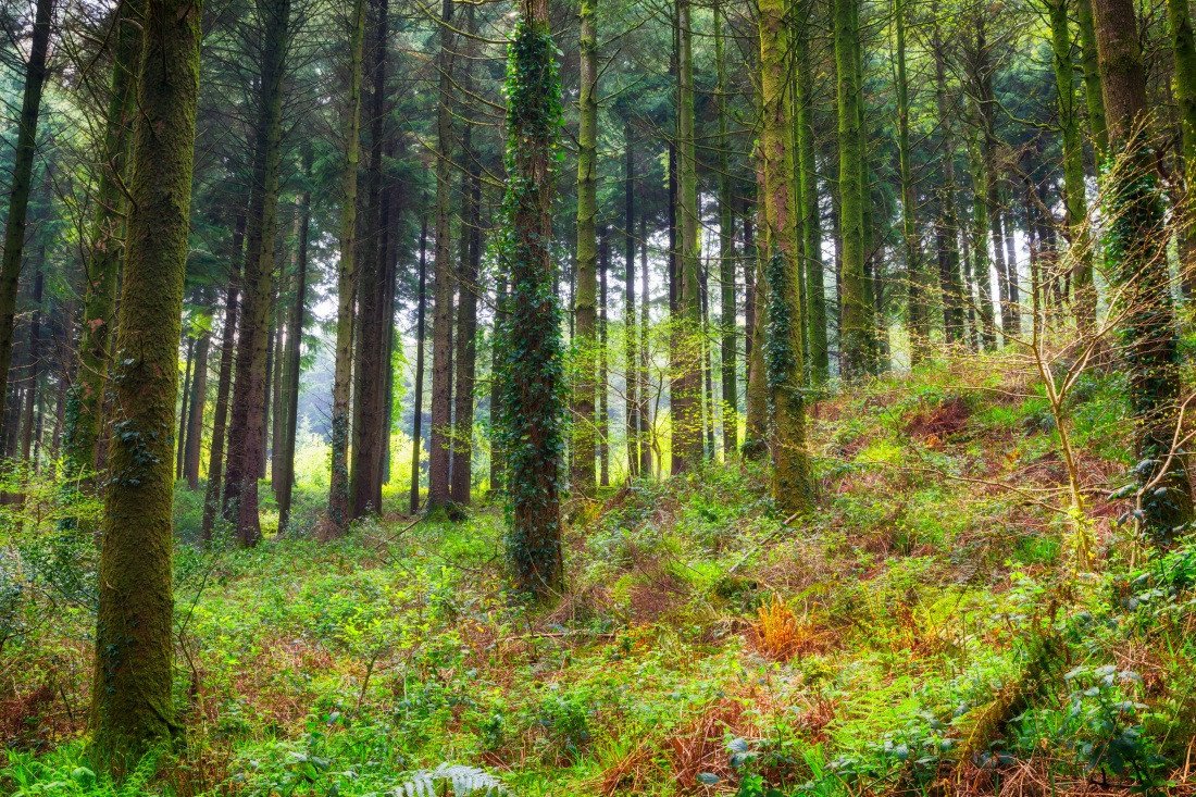 3D Forest Tall Trees 118 Garage Door Mural Wallpaper AJ Wallpaper