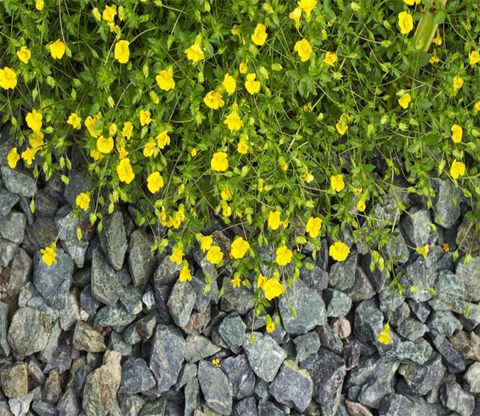 3D Yellow Flower Blossoming 824 Wallpaper AJ Wallpaper