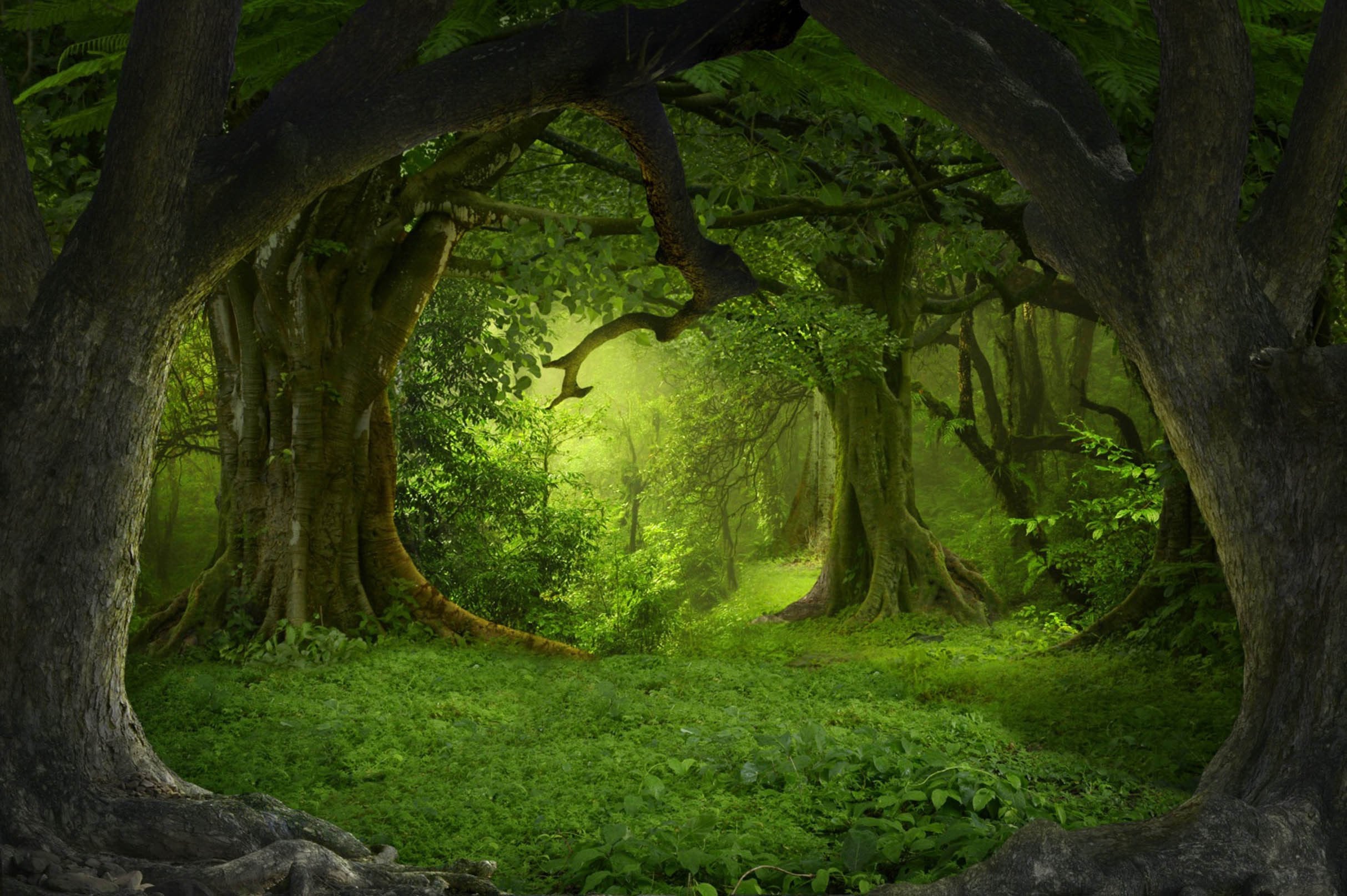 3D Deep Forest Trees 306 Garage Door Mural Wallpaper AJ Wallpaper